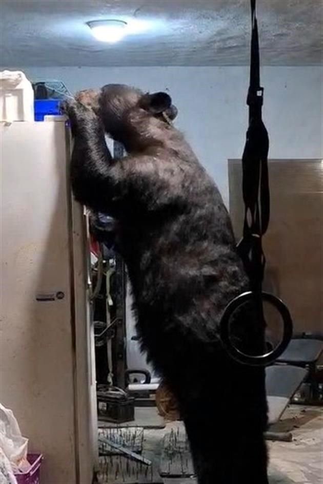 El oso 'burló' unas trampas anti oso colocadas junto al refrigerador.