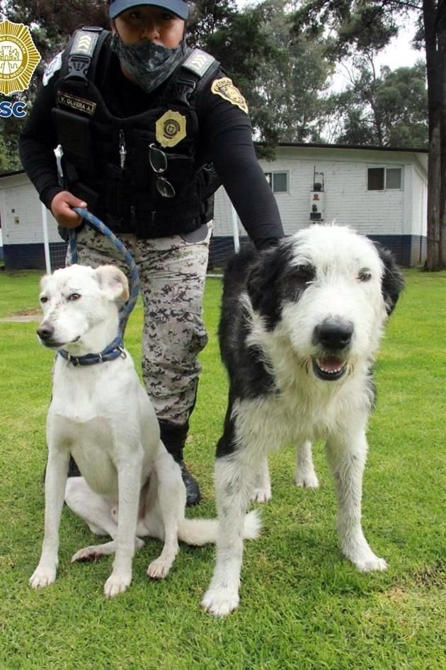 La Brigada de Vigilancia Animal recibe diariamente alrededor de dos denuncias por maltrato animal, a diferencia de hace un año, en que llegaba en promedio una por semana.