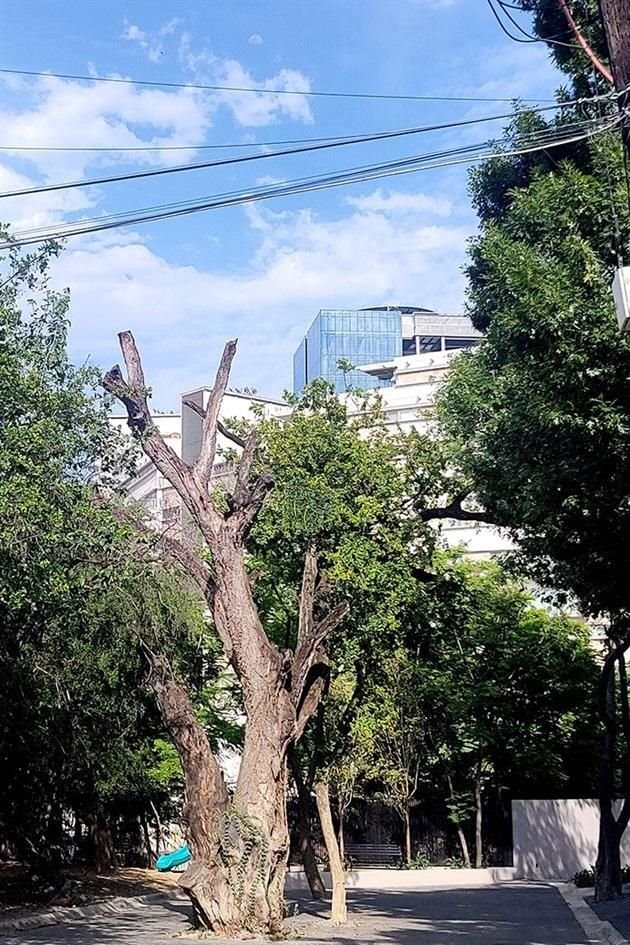 En Magnolia también está al centro de la calle un árbol aparentemente seco.