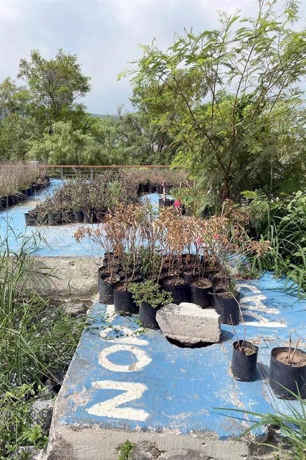 Varias plantas en la zona lucen secas.