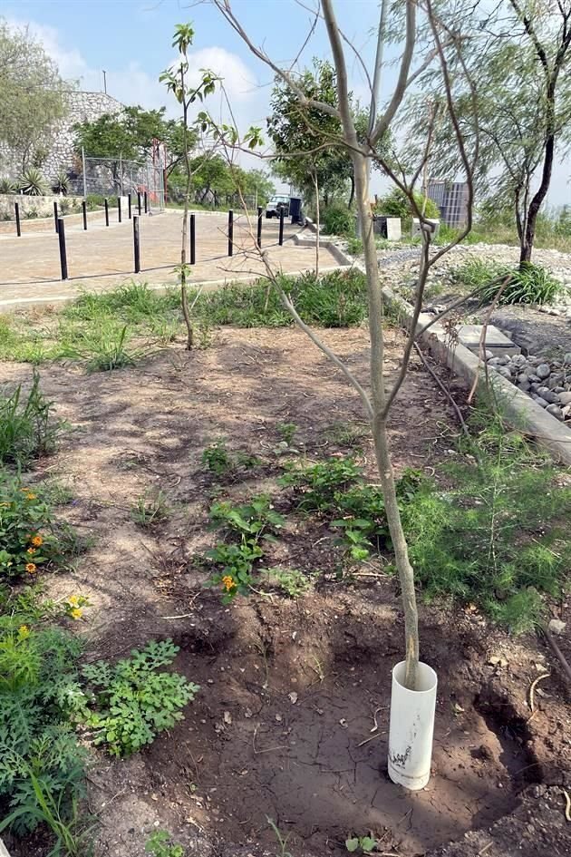 La remodelación del exterior incluye una arborización, que está a cargo de Reforestación Extrema.