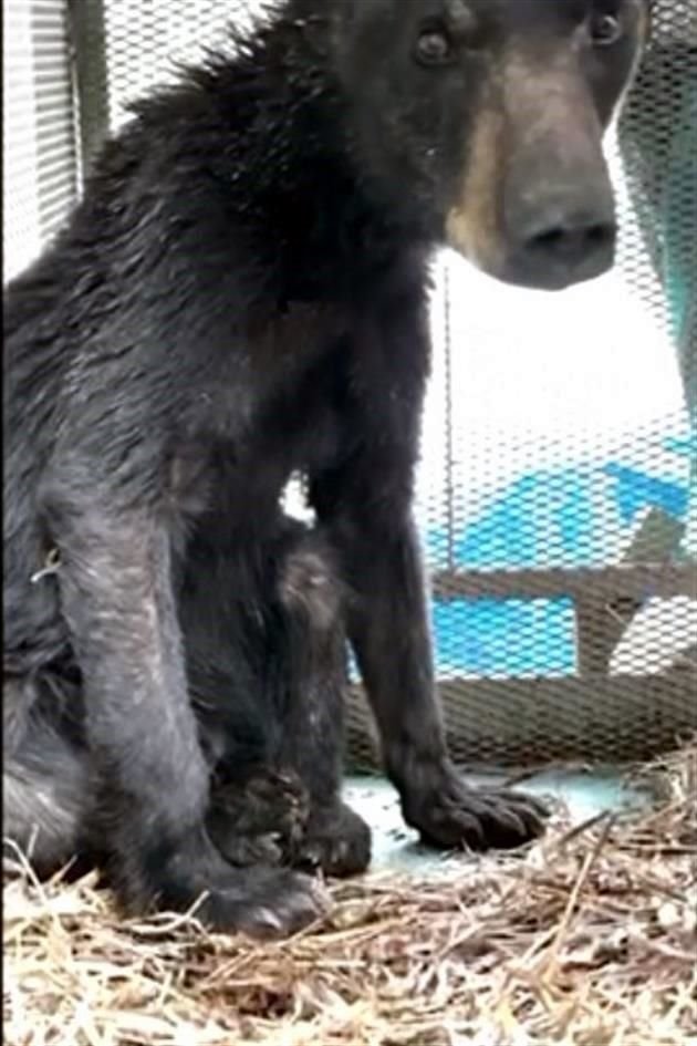 Luego de los estudios, identificaron que el pronóstico de salud del oso es complicado y reservado.