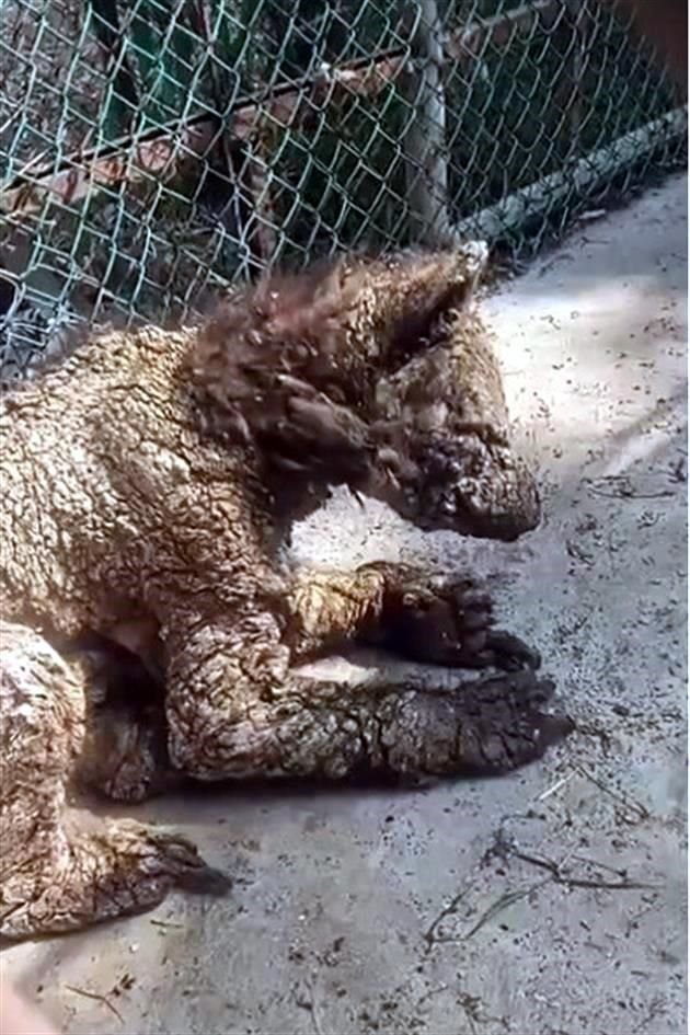 En el video se observa que la osa tiene un problema en la piel, además de otras enfermedades.