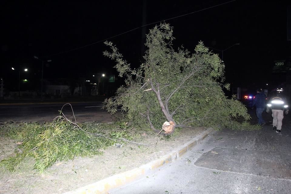 Comentaron que presuntamente por el exceso de velocidad, el conductor perdió el control y derribó un árbol a su paso.