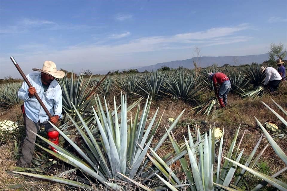 El personal dedicado a actividades relacionadas con la industria del tequila y mezcal sumó 5 mil 728 trabajadores en el último año.