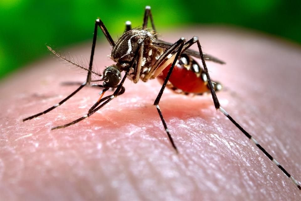 Aspecto del mosquito transmisor del dengue