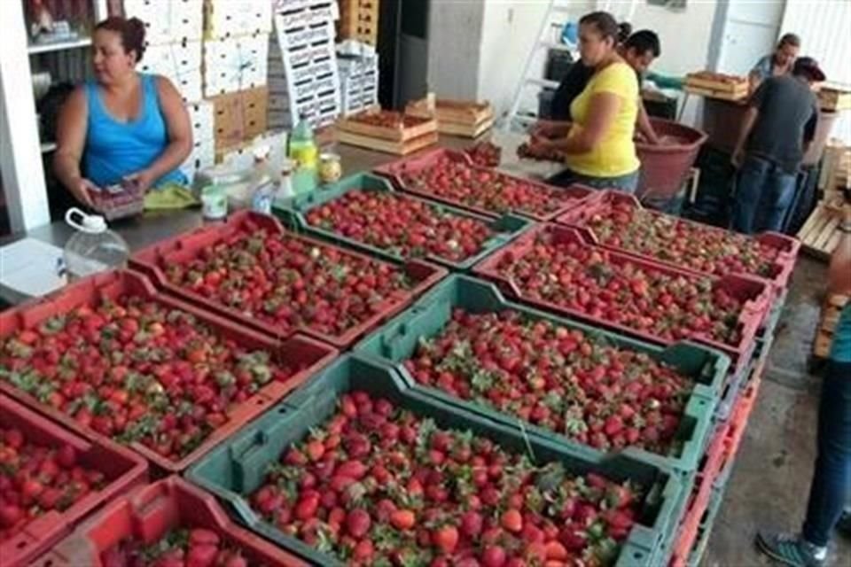 Debido a esta baja en el precio, varios agricultores michoacanos destinaron una mayor parte de su volumen a la venta en el mercado nacional.