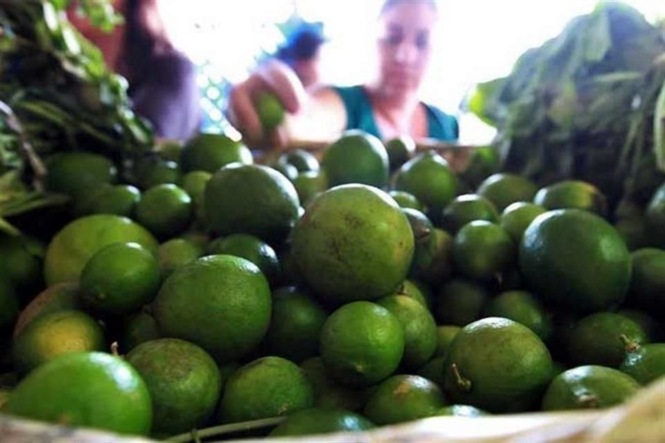 La enfermedad del dragón amarillo pudo haber tirado la producción de limón a 8 toneladas por hectárea, advierten productores. 