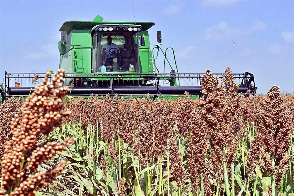 En el proyecto están involucrados más de mil productores de sorgo que siembran 60 mil hectáreas de este grano.