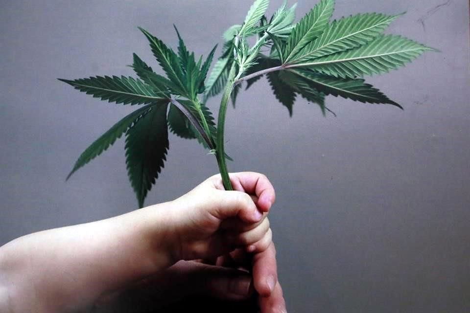 Las ventas de mariguana en EU tuvieron un crecimiento de 30 por ciento en 2016, lo que representó unos 6.7 mil millones de dólares, según Estudios del mercado Arcview Market Research.