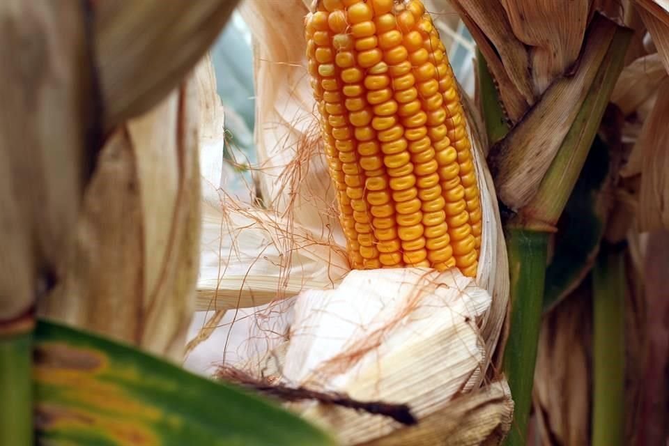 Recorrido por campo de cultivo de maíz amarillo en Galeana Nuevo León