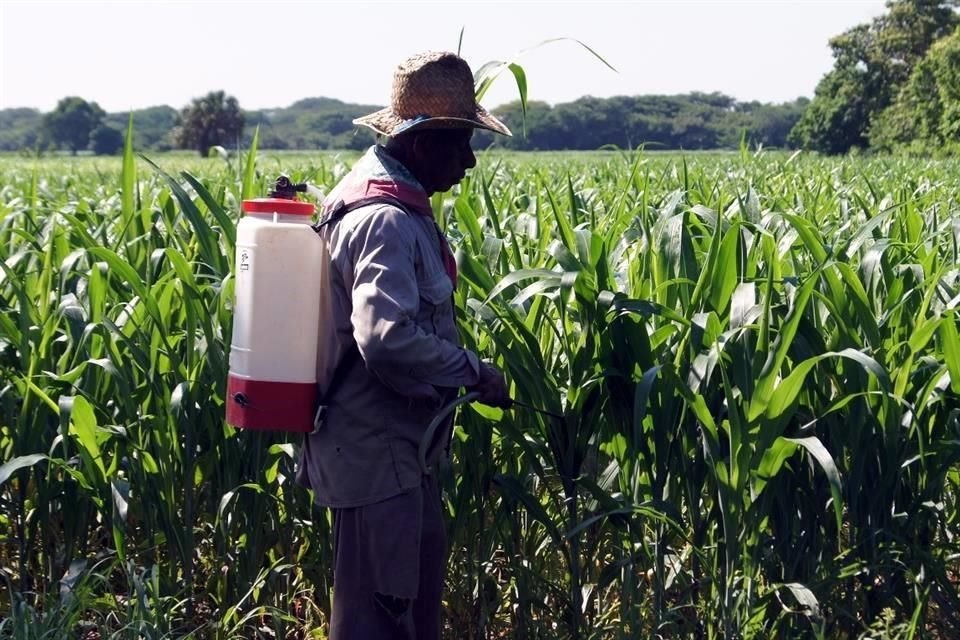 Advierten menos cosechas de maíz, soya y sorgo en el País.