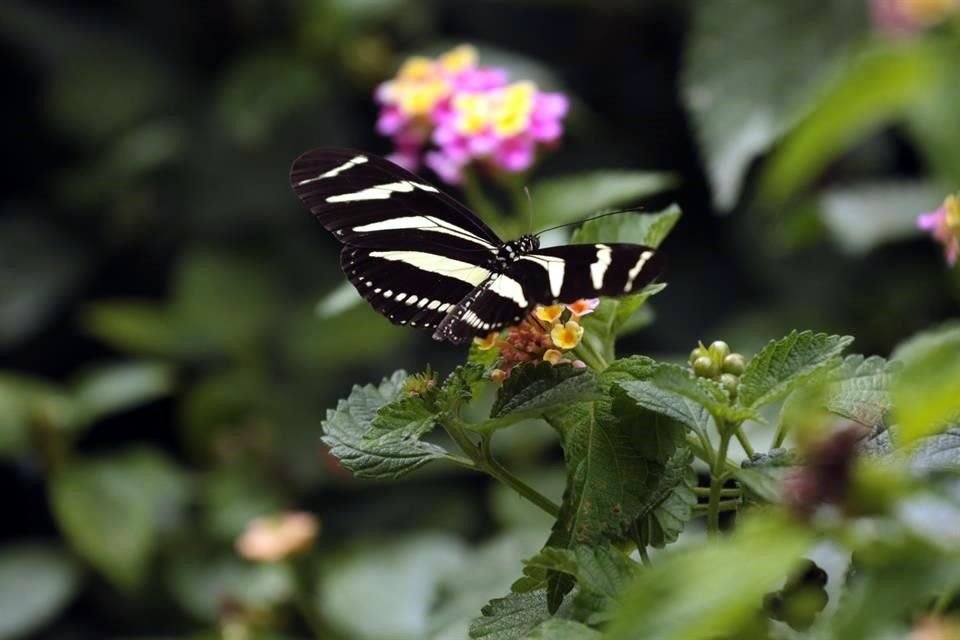 En Chipinque viven más de 700 especies de flora y fauna.