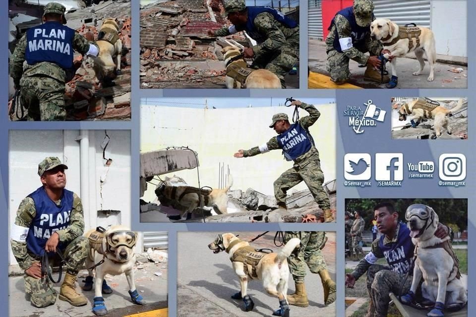 Es una de los 20 perros rescatistas que acompañan a elementos de la Marina en las zonas de desastre ocasionados por los dos sismos del mes.
