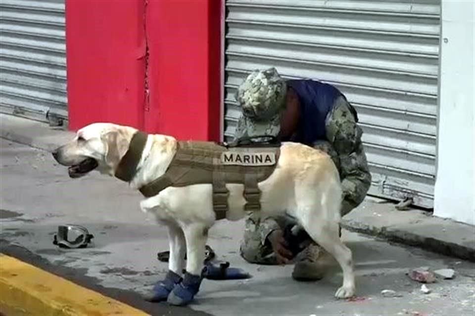 Es una de los 20 perros rescatistas que acompañan a elementos de la Marina en las zonas de desastre ocasionados por los dos sismos del mes.