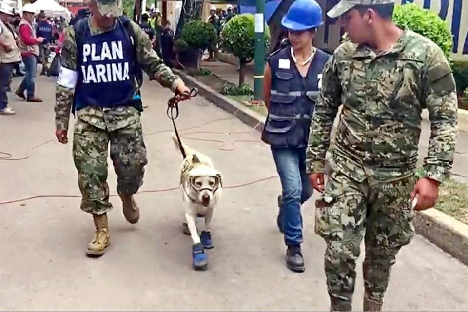Tras su labor rescatando sobrevivientes y recuperando cuerpos, Frida se ha convertido en una celebridad de las redes sociales.