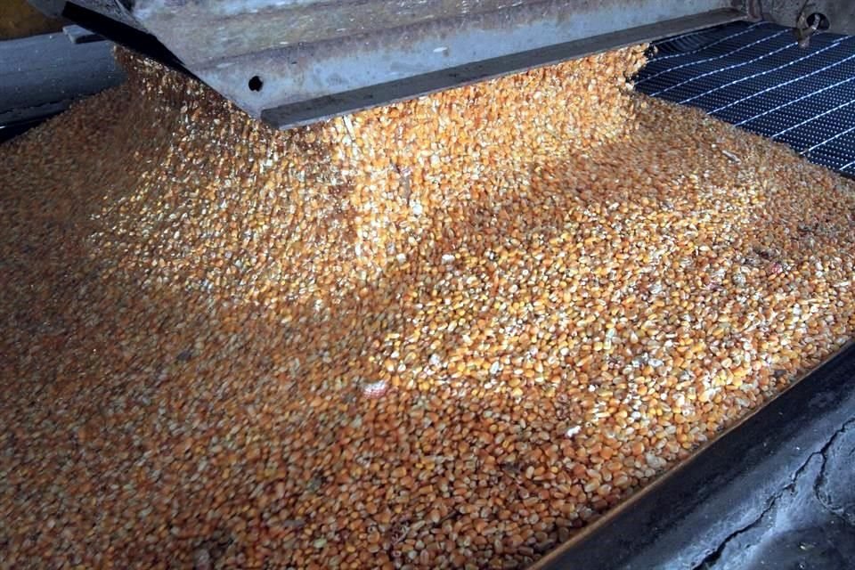 Para mayo, los productores esperan una producción récord de maíz amarillo que en mayor medida vendrá de Sinaloa, Sonora y Tamaulipas. 