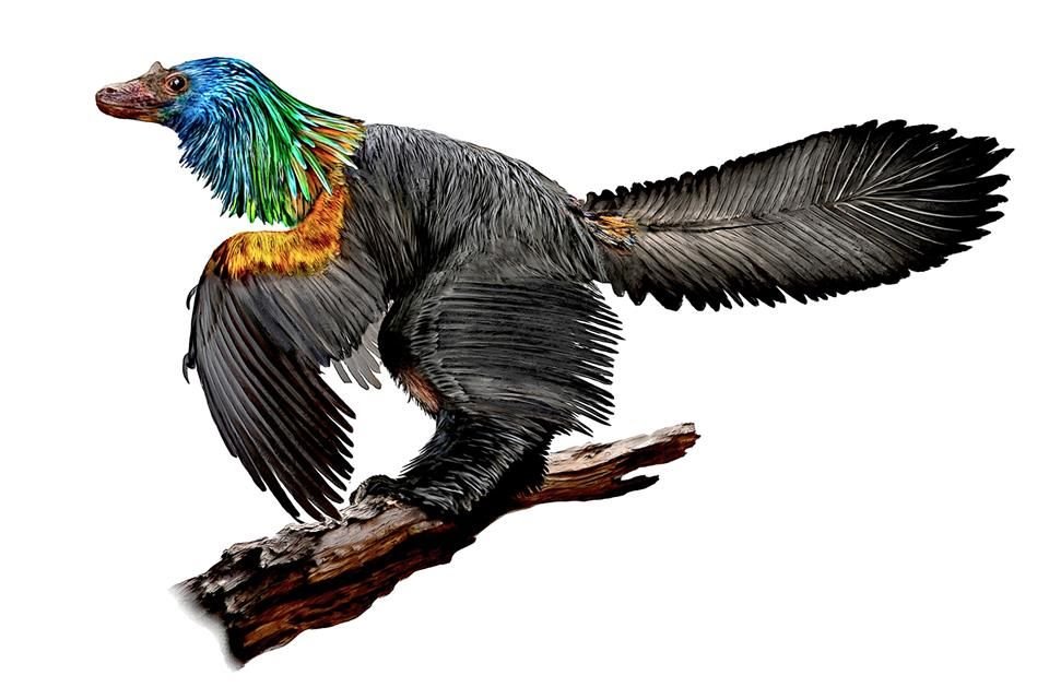 El Caihong tenía el tamaño de un cuervo y vivió hace 161 millones de años en el noreste de China.