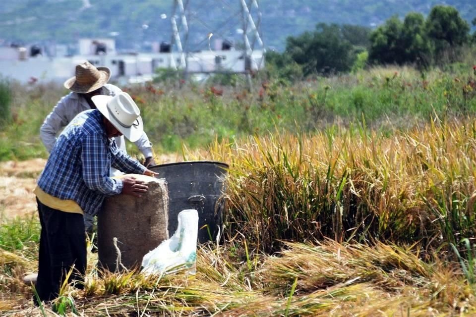 Para el próximo año el País también va tener una disminución en su producción de frijol por la sequía.