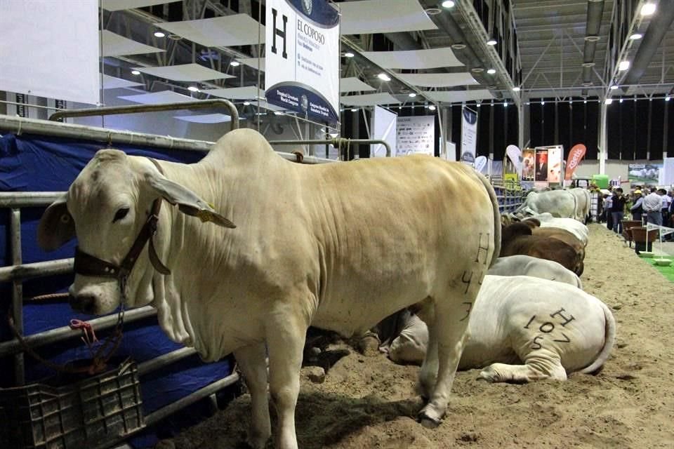 El alza se debe a una mayor demanda por parte de Estados Unidos pese a que busca implementar desde enero de 2026 un sello de origen sobre la carne.