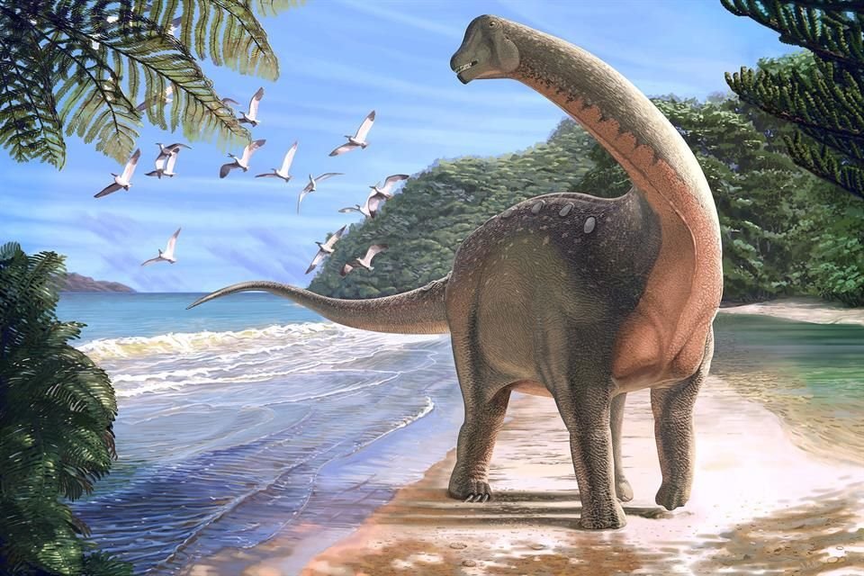 El 'Mansourasaurus shahinae' vivió hace más de 66 millones de años; en promedio, medía 10 metros de largo y pesaba 5.5 toneladas.