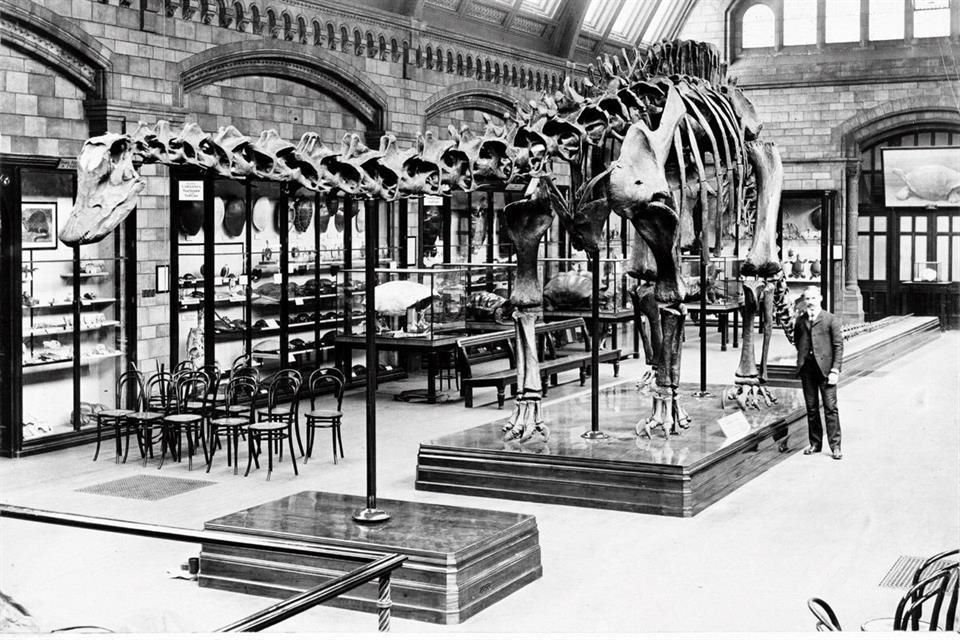 El esqueleto recrea la figura de un dinosaurio de la especie 'Diplodocus carnegii'. El industrial y filántropo escocés del siglo 19 Andrew Carnegie pagó la réplica del Museo de Historia Natural.