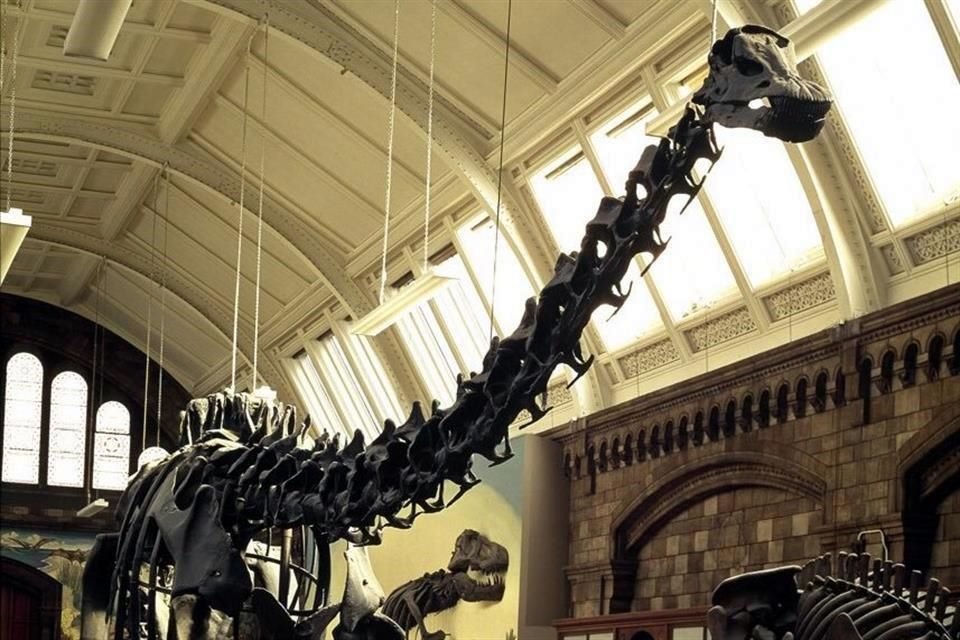 En su pose desplegada, el esqueleto alcanza 26 metros de largo, 4.3 de ancho y 4.17 de alto.