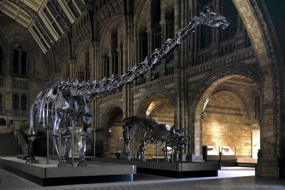 La figura que recrea al dinosaurio es un molde hecho a principios del siglo 20 a partir de un original de Pennsylvania, EU, que vivió entre 145 y 156 millones de años atrás.