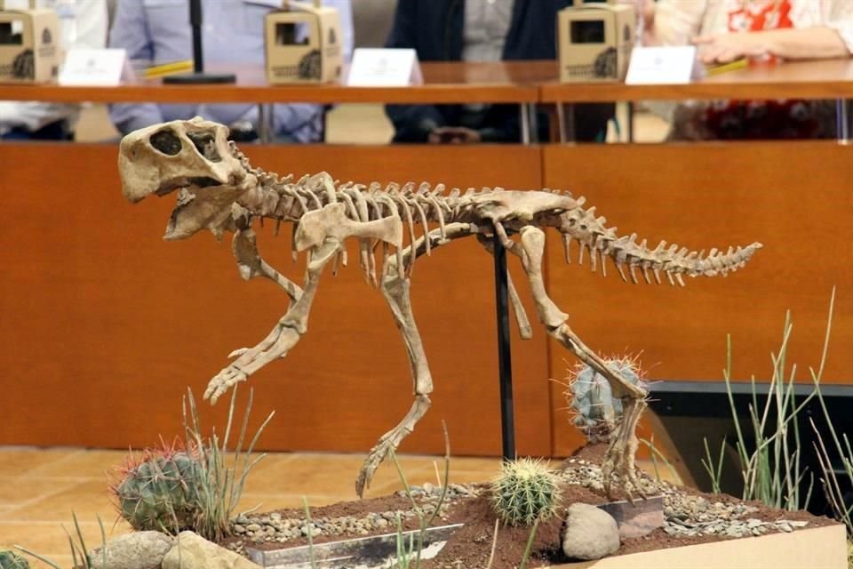 El fósil de dinosaurio completo se trata del Psittacosaurus sp, denominado con el nombre de Muzelon.