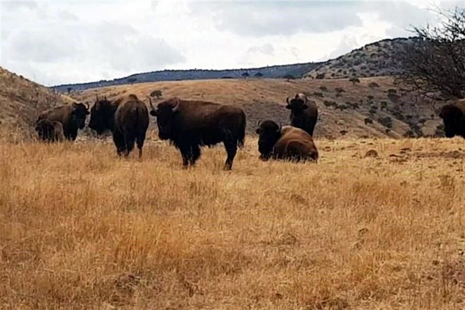 Ayer, el Gobierno de Chihuahua informó del aseguramiento de cuatro ranchos de ex Gobernador en los que se encontraron llamas, jabalíes y hasta bisontes.