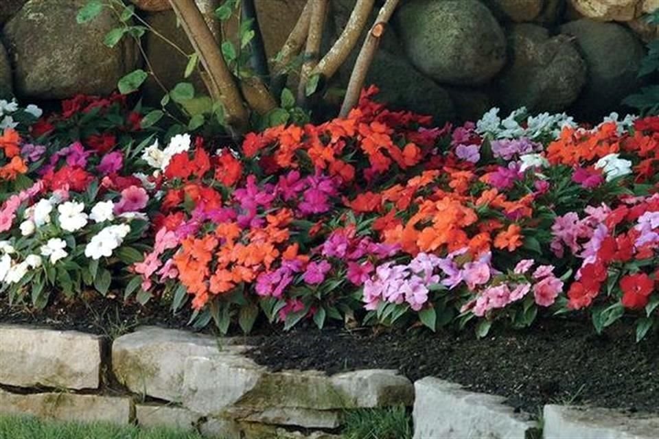 Deja que florezca la primavera en tu jardín y cambia el mantenimiento de este.<br>Conoce cuales son los cuidados que se le debe dar a las áreas verdes del hogar para que estén en buen estado.