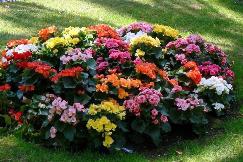 Las flores de temporada son margaritas, nueva guinea y begonias.