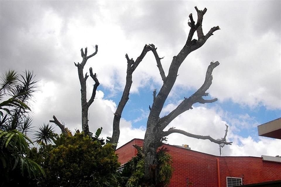 No se recomienda podar los árboles durante esta época.
