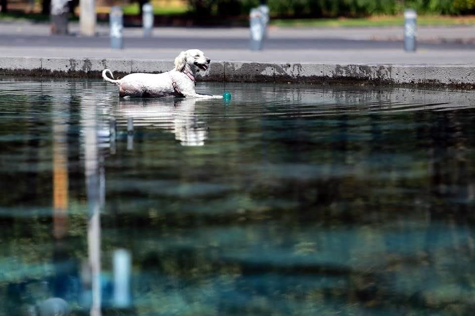 Con las altas temperaturas las mascotas también pueden sufrir golpes de calor y presentar afectaciones.