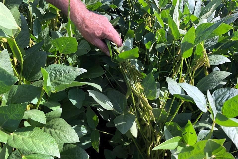 En julio del año pasado, Pekín aplicó aranceles adicionales del 25 por ciento a una lista de productos estadounidenses, incluyendo la soya y otros granos.