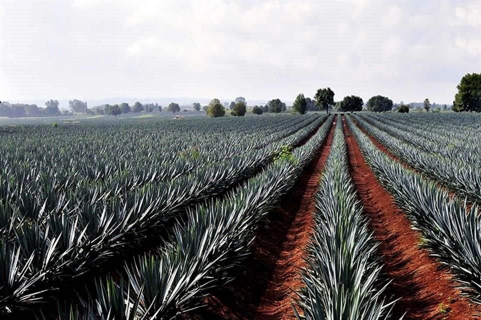 También se busca que las futuras plantaciones de agave tengan el menor impacto ambiental en las zonas permitidas por la Denominación de Origen en Jalisco.