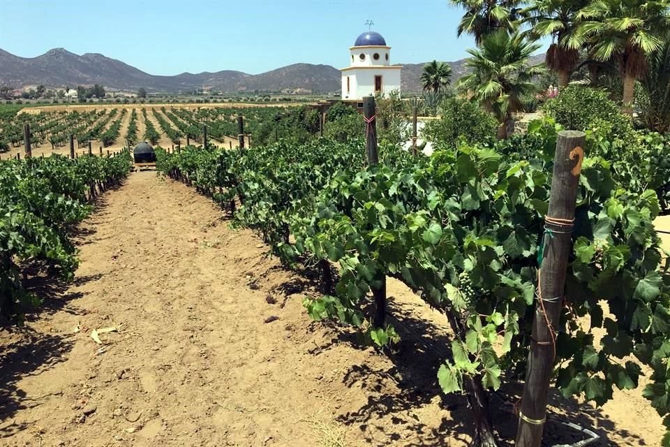 En Baja California, las principales actividades económicas son la el turismo, la producción agrícola, la ganadera y la pesquera.