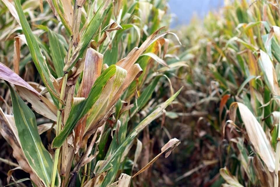 Se estima que sin plaguicidas se podría perder más del 40% de la producción del campo por las plagas.