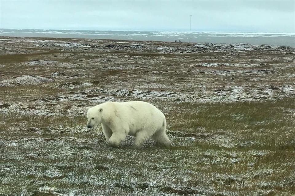 Kaktovik, una aldea en Alaska, se ha convertido en un punto turístico para ver a los osos polares, que ahora pasan más tiempo en tierra.
