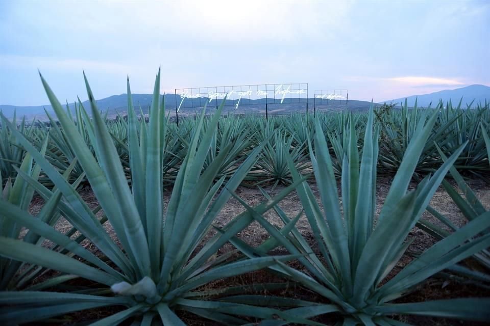 La Cámara Nacional de la Industria del Mezcal dijo que continuar extendiendo la DOM resultaría en la alteración artificiosa de las características esenciales de la bebida.