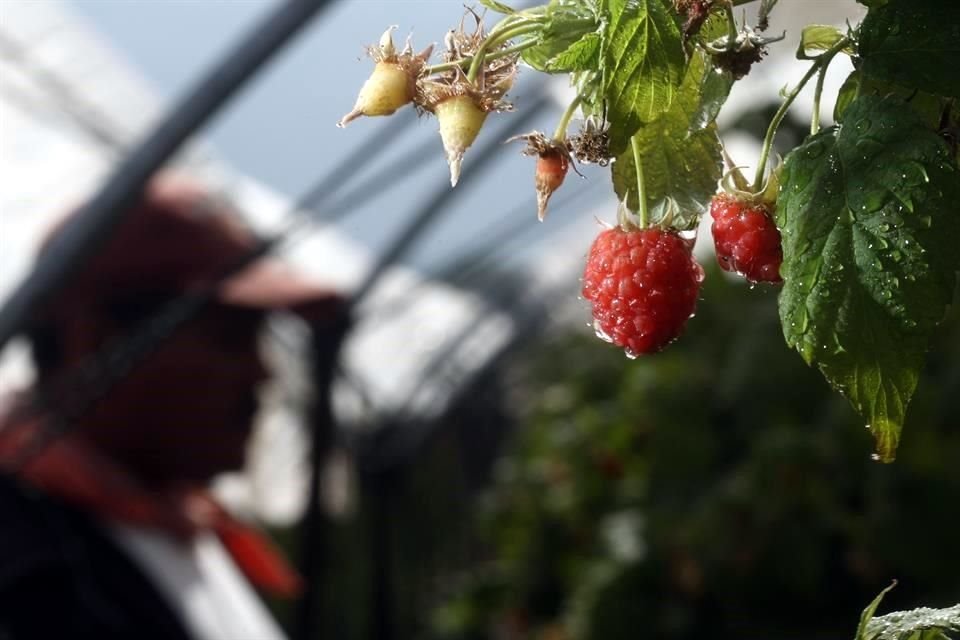 México es el principal exportador de agroproductos hacia EU.