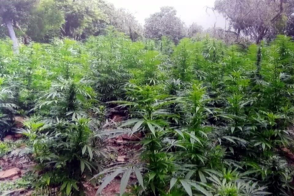 El Presidente dijo que los legisladores analizarán el otorgar licencias de cultivo de mariguana y amapola.