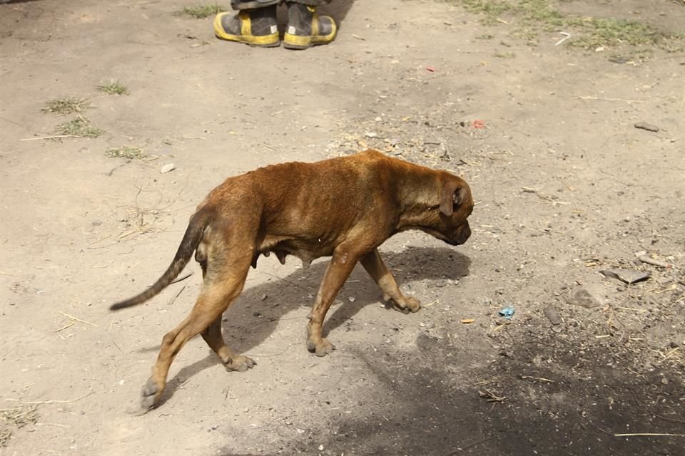 Según estimaciones, por cada 10 personas de la ZMG hay un perro en la urbe; el 30 por ciento es callejero. 
