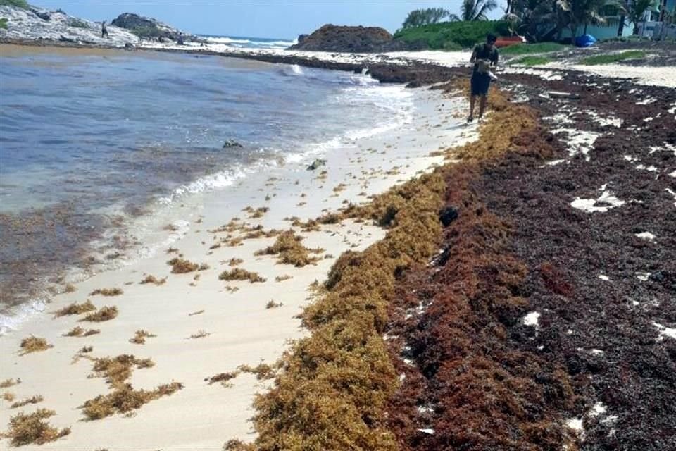 Un total de 6 mil 443 toneladas de sargazo se recolectaron en el mes de mayo.