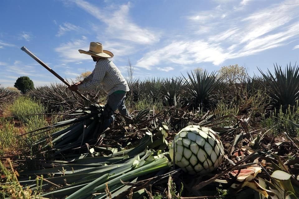 Productores de Jalisco apuntan a China para expandir el mercado del tequila nacional.