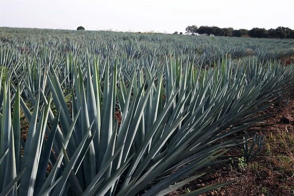 Los cambios en el presupuesto al campo debieran ser una oportunidad para que los apoyos no se queden en manos de intermediarios y lleguen directamente al agavero, dicen productores.  