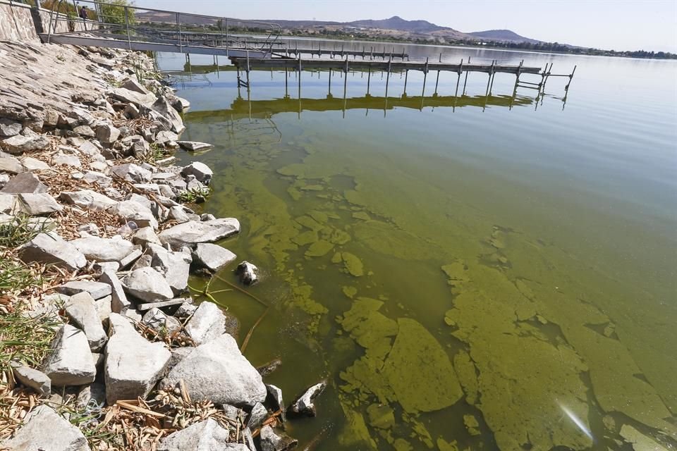 Según un estudio elaborado por el Tec Campus Guadalajara, el Lago de Chapala registra niveles históricos de turbidez, proliferación desmedida de algas y descargas de aguas negras.