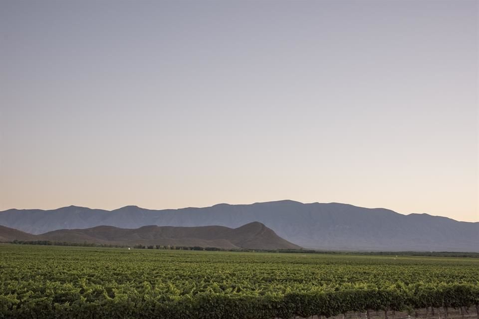 Actualmente, Parras tiene 680 hectáreas de viñedo. Sus terruños albergan la bodega más antigua de América -Casa Madero-, pero en las últimas décadas también han visto surgir nuevos proyectos.