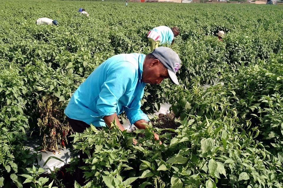 Señalan que los nuevos esquemas de este Gobierno se enfocan a pequeños agricultores, cuya producción se enfoca al autoconsumo, dejando de lado la agricultura comercial, que es la encargada de distribuir los granos a los diferentes sectores que lo consumen.