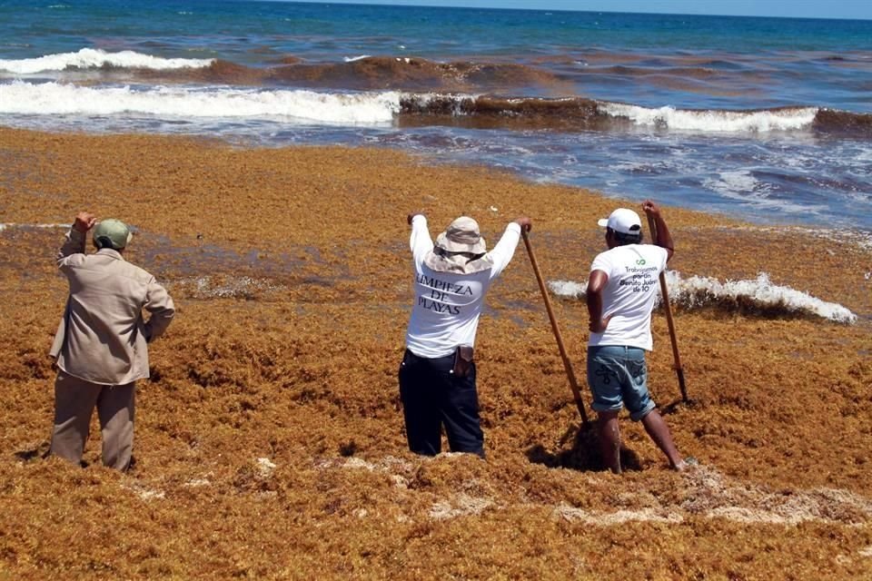 El sargazo es un tipo de macroalgas marinas pardas o cafés que flotan y crecen en el océano.